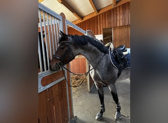KWPN, Hongre, 4 Ans, 165 cm