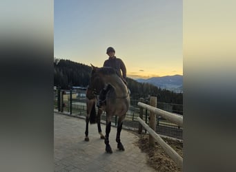 KWPN, Hongre, 4 Ans, 165 cm