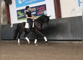 KWPN, Hongre, 4 Ans, 165 cm, Noir
