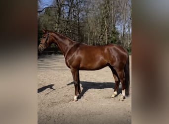 KWPN, Hongre, 4 Ans, 166 cm, Alezan