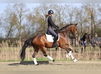 KWPN, Hongre, 4 Ans, 166 cm, Bai