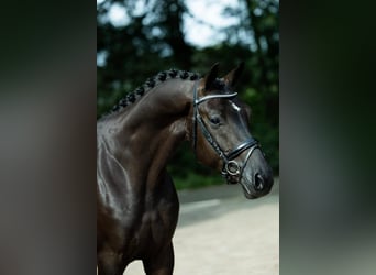 KWPN, Hongre, 4 Ans, 166 cm, Noir