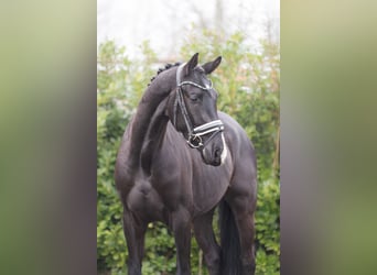 KWPN, Hongre, 4 Ans, 166 cm, Noir