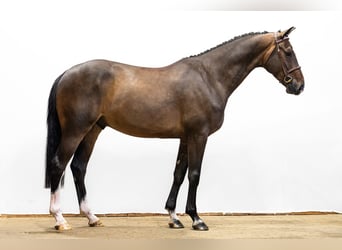 KWPN, Hongre, 4 Ans, 167 cm, Bai brun