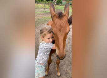 KWPN, Hongre, 4 Ans, 167 cm, Bai