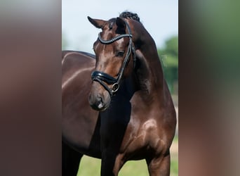 KWPN, Hongre, 4 Ans, 168 cm, Alezan brûlé