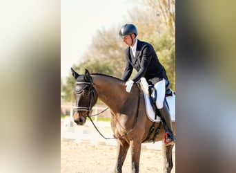 KWPN, Hongre, 4 Ans, 168 cm, Bai