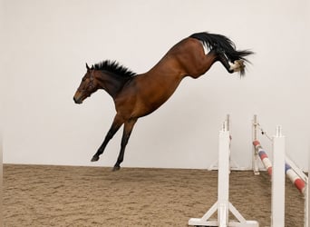 KWPN, Hongre, 4 Ans, 168 cm, Bai