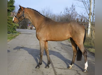 KWPN, Hongre, 4 Ans, 168 cm, Bai