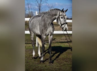 KWPN, Hongre, 4 Ans, 168 cm, Gris