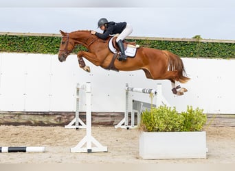 KWPN, Hongre, 4 Ans, 169 cm, Alezan brûlé