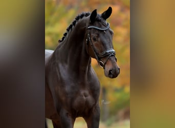 KWPN, Hongre, 4 Ans, 169 cm, Bai brun KWPN, Hongre, 4 Ans, 169 cm, Bai brun