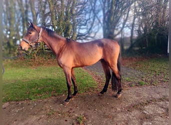 KWPN, Hongre, 4 Ans, 169 cm, Bai brun