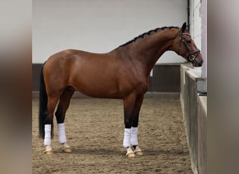 KWPN, Hongre, 4 Ans, 169 cm, Bai