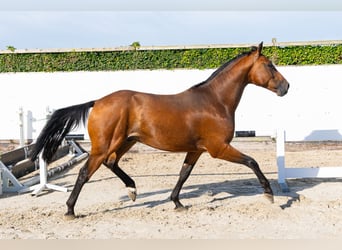 KWPN, Hongre, 4 Ans, 169 cm, Bai