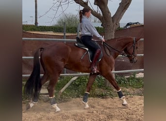 KWPN, Hongre, 4 Ans, 170 cm, Alezan brûlé