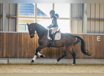 KWPN, Hongre, 4 Ans, 170 cm, Bai brun