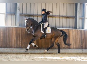 KWPN, Hongre, 4 Ans, 170 cm, Bai brun