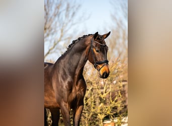 KWPN, Hongre, 4 Ans, 170 cm, Bai brun