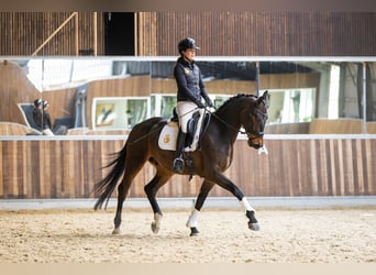 KWPN, Hongre, 4 Ans, 170 cm, Bai brun