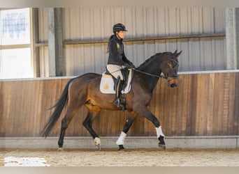 KWPN, Hongre, 4 Ans, 170 cm, Bai brun