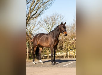 KWPN, Hongre, 4 Ans, 170 cm, Bai brun