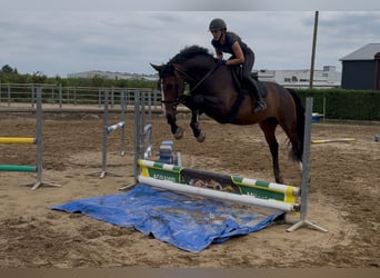 KWPN, Hongre, 4 Ans, 170 cm, Bai brun