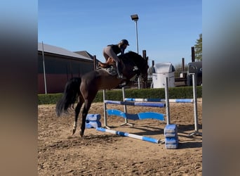 KWPN, Hongre, 4 Ans, 170 cm, Bai brun