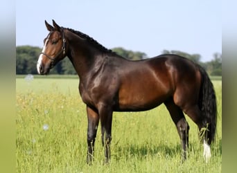 KWPN, Hongre, 4 Ans, 170 cm, Bai brun