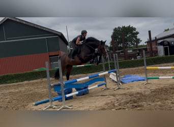 KWPN, Hongre, 4 Ans, 170 cm, Bai brun