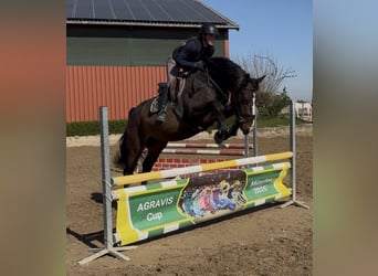 KWPN, Hongre, 4 Ans, 170 cm, Bai brun