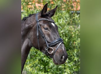 KWPN, Hongre, 4 Ans, 170 cm, Bai brun foncé