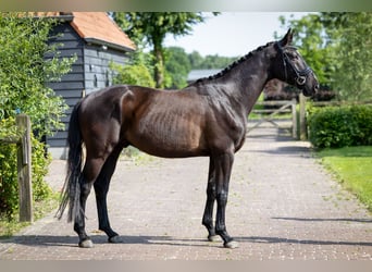 KWPN, Hongre, 4 Ans, 170 cm, Bai brun foncé