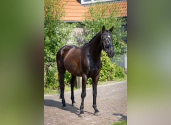 KWPN, Hongre, 4 Ans, 170 cm, Bai brun foncé