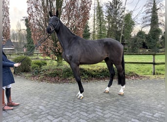 KWPN, Hongre, 4 Ans, 170 cm, Bai brun