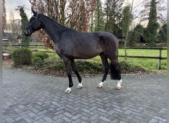 KWPN, Hongre, 4 Ans, 170 cm, Bai brun