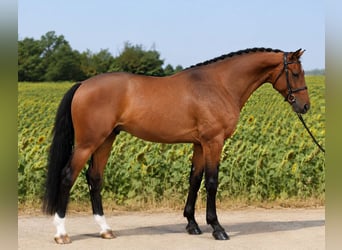 KWPN, Hongre, 4 Ans, 170 cm, Bai