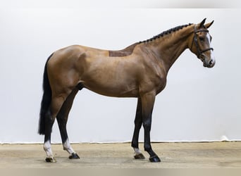 KWPN, Hongre, 4 Ans, 170 cm, Bai