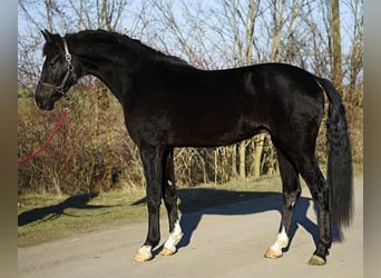 KWPN, Hongre, 4 Ans, 170 cm, Noir