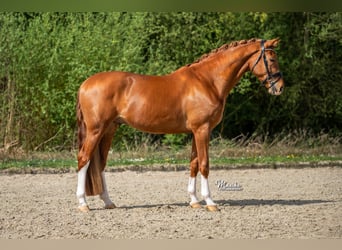 KWPN, Hongre, 4 Ans, 171 cm, Alezan
