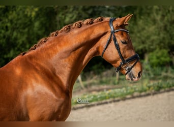 KWPN, Hongre, 4 Ans, 171 cm, Alezan