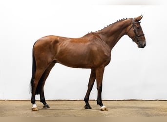 KWPN, Hongre, 4 Ans, 171 cm, Bai