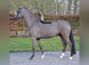 KWPN, Hongre, 4 Ans, 171 cm, Noir