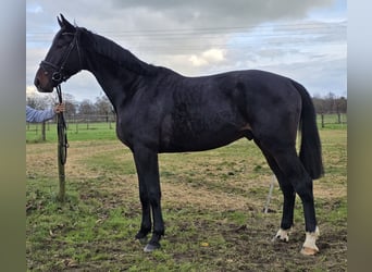 KWPN, Hongre, 4 Ans, 172 cm, Bai brun foncé