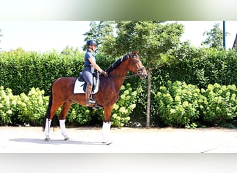 KWPN, Hongre, 4 Ans, 172 cm, Bai