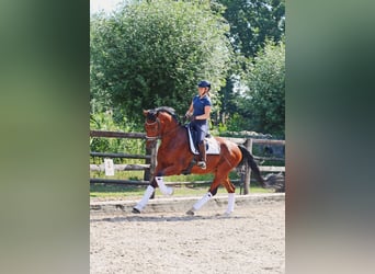 KWPN, Hongre, 4 Ans, 172 cm, Bai