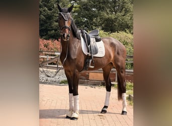 KWPN, Hongre, 4 Ans, 172 cm, Bai