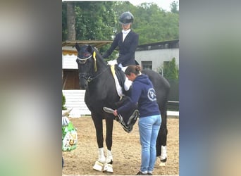 KWPN, Hongre, 4 Ans, 172 cm, Noir