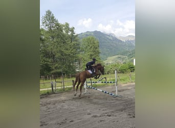 KWPN, Hongre, 4 Ans, 173 cm, Alezan
