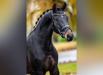 KWPN, Hongre, 4 Ans, 173 cm, Bai brun